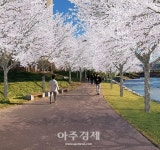 하남시, 미사호수공원 일대 왕벚·이팝나무 꽃길 조성