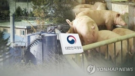 포천 영중면 양돈농장 아프리카돼지열병 발생…포천시 차단 총력