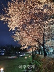 경산 남천강 십리 벚꽃길 벚꽃 만개(㒼開)… 상춘객(賞春客) 심쿵