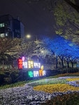경산 남천강 십리 벚꽃길 벚꽃 만개(㒼開)… 상춘객(賞春客) 심쿵