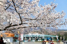 과천 서울랜드, 개장 35주년 기념 아이 러브 서울랜드! 캐릭터 페스티벌 진행
