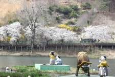 옥천서 벚꽃 보며 봄의 정취 느껴요 옛 37번 국도변 벚꽃길 환상