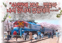 벚꽃아 반갑다...4년 만의 재회 진해군항제 화려하게 팡파르