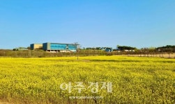 이번 주말엔 전북으로 유채꽃 구경하러 갈까