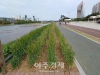 맑은 금호강과 아름다운 공원이 있는 영천시로 오이소∼