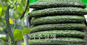 대구시, 군위 우수 농축산물… 농협하나로마트 성서점에서 직접 만나