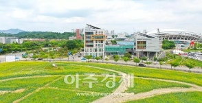 안산시, 단원구청 앞 유채꽃 만개해 장관 이뤄