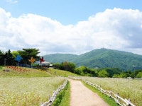 메밀꽃 보러 오세요 휘닉스 평창, 마운틴뷰캉스 상품 출시
