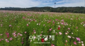 대구시, 코스모스 한들한들 꽃단지… 금호강 하중도에서 인생샷을