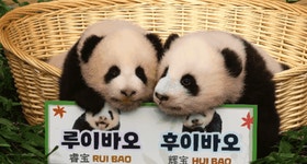 [영상] 쌍둥이 아기 판다 루이바오·후이바오…쑥쓰러운 듯 두리번두리번