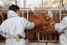 경북 김천 소재 한우 사육 농장, 소 럼피스킨 확진