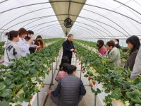 논산시, 2024년 논산딸기축제 딸기수확체험 농가 공청회 개최