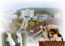 저희도 입학해요. 멍멍~...부산 동명대, 전국 첫 반려동물대학 입학 화제