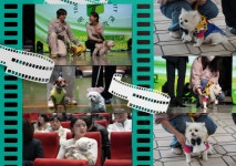 저희도 입학해요. 멍멍~...부산 동명대, 전국 첫 반려동물대학 입학 화제