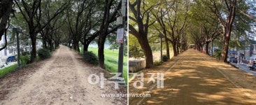 대구 동구, 금호강변 제방 벚나무길 마사토 사용 맨발산책로 조성