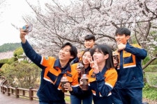 광양제철소 주택단지, 만개한 벚꽃...연분홍빛 자태 뽐내