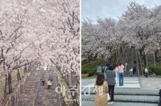 대구 북구, 벚꽃돌계단 꽃비 맞으며 인생샷 즐겨