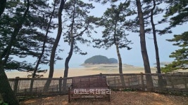 [K-축제]목련에 상춘객 마음 사르르... 태안 천리포수목원 목련축제