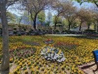 남천둔치 봄꽃 향기도 가득, 경산 시민 행복도 가득