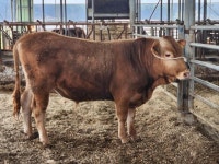 한우 1마리 팔 떄마다 142만원 손실…젖소 빼고 축산계 수익성 악화