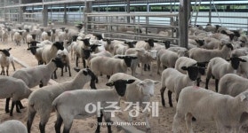 화천 대성목장, 국내 최초 뉴질랜드 생축 전시장 개관...육용종 양과 염소 전시