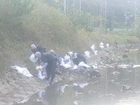 여수시 돌산, 청어 떼 집단 폐사로 주민들 불편