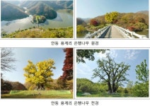 수몰 위기 안동 용계리 은행나무 구출 30주년 행사 열린다