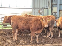 전남 무안 한우농장서 구제역 발생…최근 국내서 총 5건 발생
