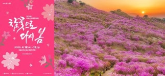 참꽃 보러 오세요...달성군 비슬산 참꽃문화제 열어