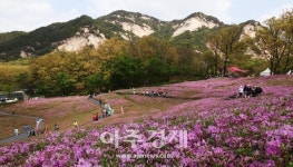 [포토] 노원구 불암산 힐링타운 철쭉동산 핑크빛 철쭉 만개