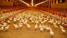 하림, 농촌 경제 활성화 앞장… 계약농가 평균 연소득 3억 눈앞