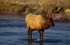 엘크가 간다…스웨덴 사슴 대이동 478시간 생중계에 수백만 시청자 몰려