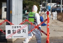 화성 산란계 농장서 고병원성 AI…동절기 5번째 발생