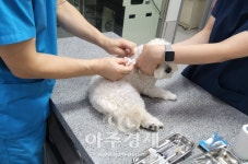 연휴 때 반려견 아프면...광주에서 응급 동물병원 12곳 운영