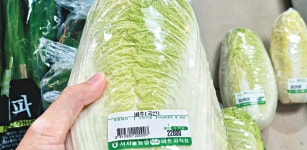 배추 한 포기가 2만 2천원? 중국산 배추 들여오나… 주요 원예농산물 수급 안정 대책 추진