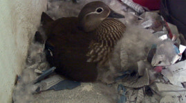 SBS 동물농장, 아파트에 둥지를 튼 원앙가족의 사연