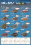 국립수산과학원 동해안 가자미류 포스터로 제작·배포- 미주구리? 아니오! 기름가자미입니다!!