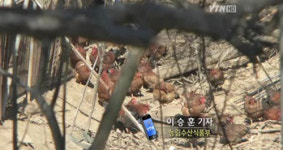 계룡 닭농장 AI, 저병원성 AI로 판명 위험성 낮다
