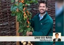 토마토 줄기에 감자 뿌리, 톰테이토 맛은 어떨지…