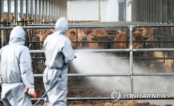 AI에 구제역까지…소·돼지·닭고기 수출 차질