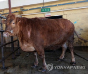 한우 가격 심상찮다…산지가격 하락세 소비자가격은 고공행진