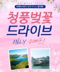 위메프, 여행MD가 안내하는 ‘청풍벚꽃 여행’ 참가자 모집