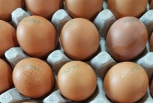 [속보] 살충제 계란 농가 45곳으로 확대