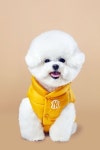 F&F MLB ‘펫 라인’ 출시…패밀리룩 강화
