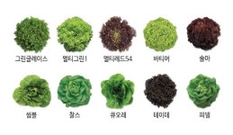 팜한농, 샐러드 채소 시장 겨냥…유럽종 상추 종자 출시