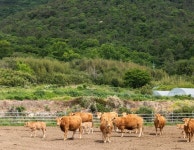 현대백화점 국내1호 동물복지 인증 한우 출시