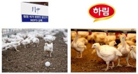 친환경 핀란드 vs 한국 1등 하림…누가 더 잘 키우나