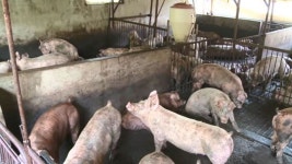 강원도 철원 돼지농장서 아프리카돼지열병 발생