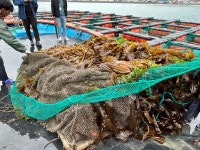 [르포] 맥반석 섬, 완도산 전복은 뭔가 특별한 게 있다
