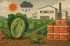이상기후 국민 반찬 습격…김치 제조·유통사, 배춧값 치솟자 쟁여놓기